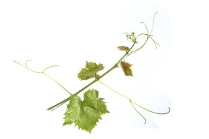 Trieb der Sorte Muskateller