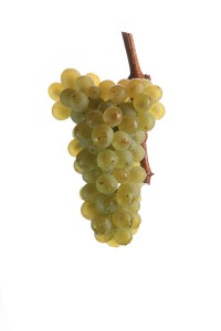 Sauvignon Blanc Traube