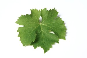 Blatt der Sorte Sauvignon