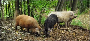 Rotes, Schwalbenbäuchiges und Blondes Mangalitza